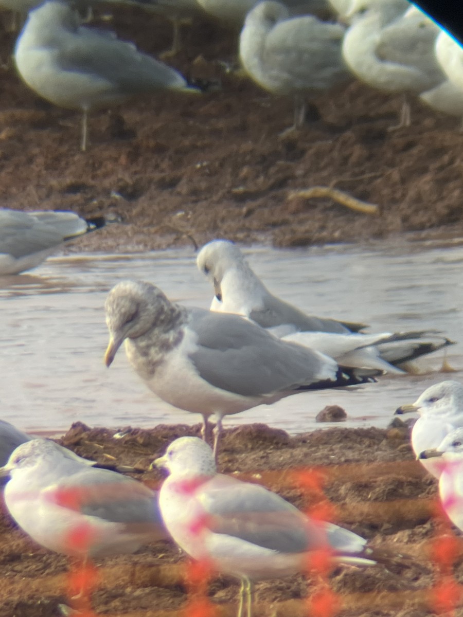 Kaio hauskara amerikarra - ML646664567