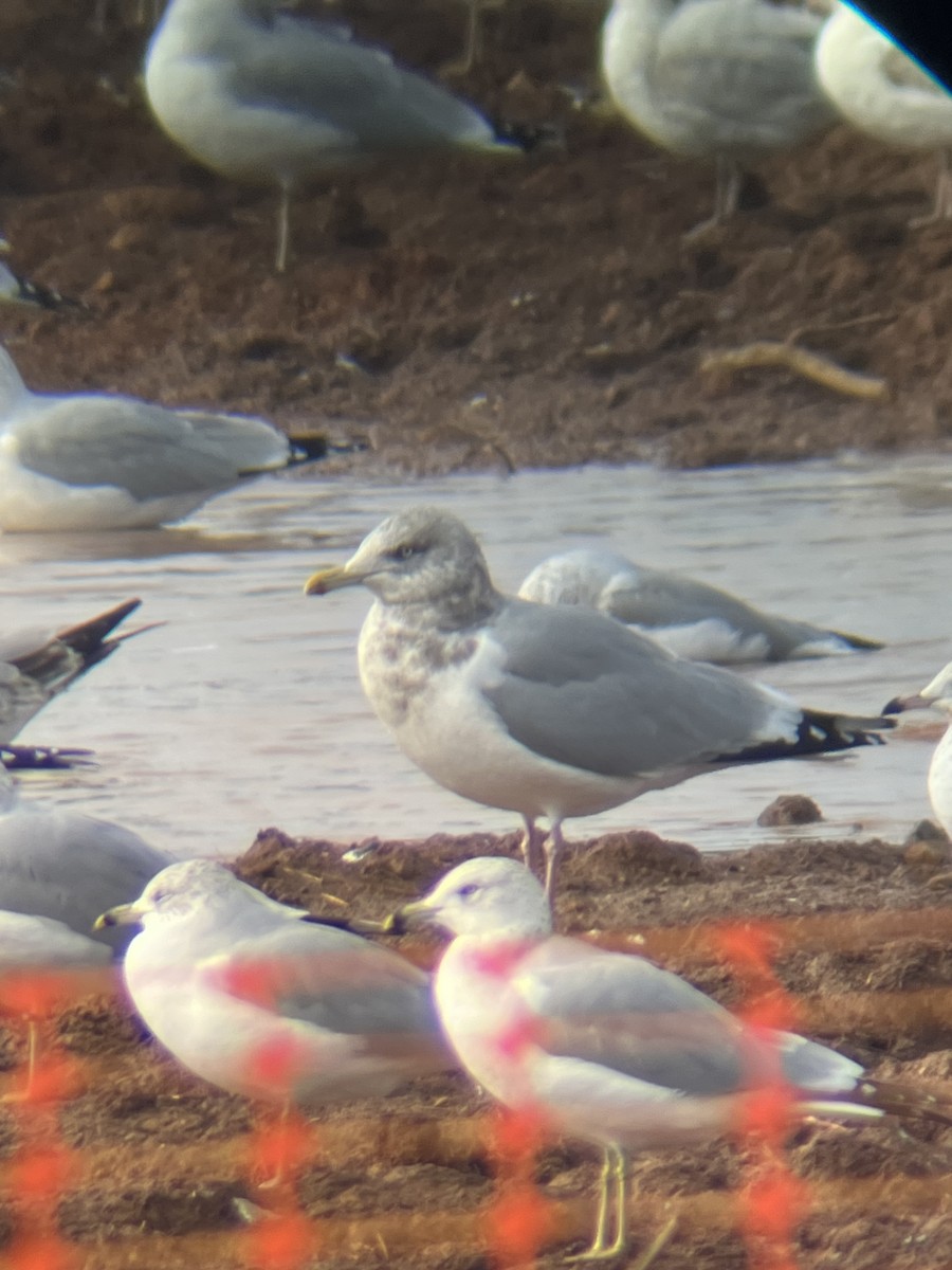 Kaio hauskara amerikarra - ML646664568