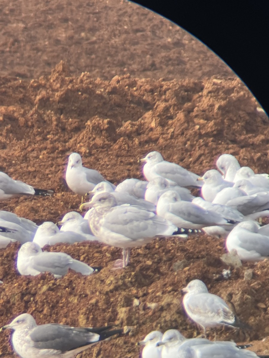 Kaio hauskara amerikarra - ML646664569