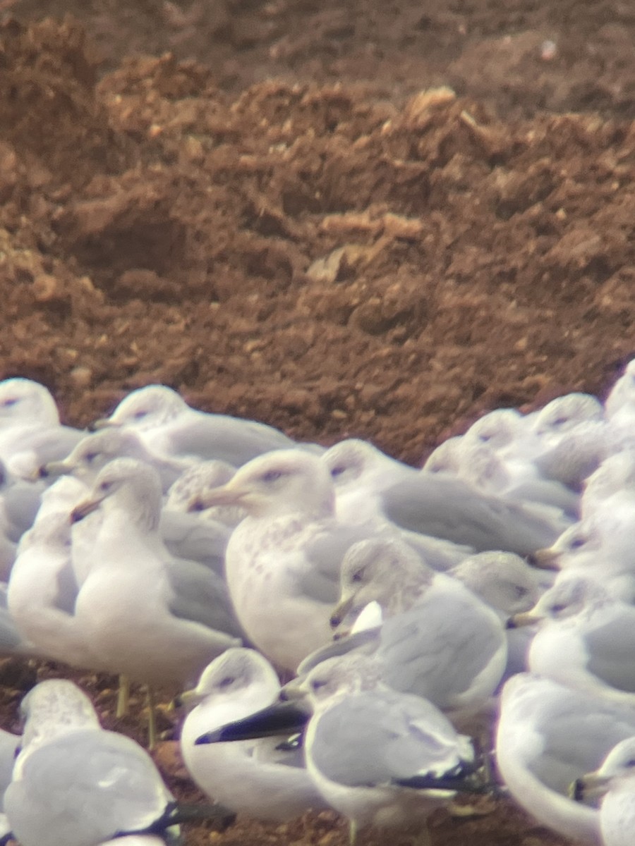 Kaio hauskara amerikarra - ML646664570