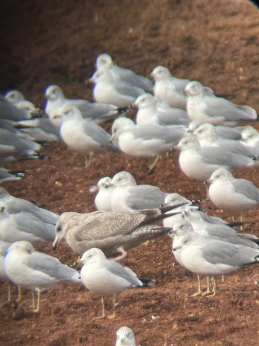 Kaio hauskara amerikarra - ML646664571