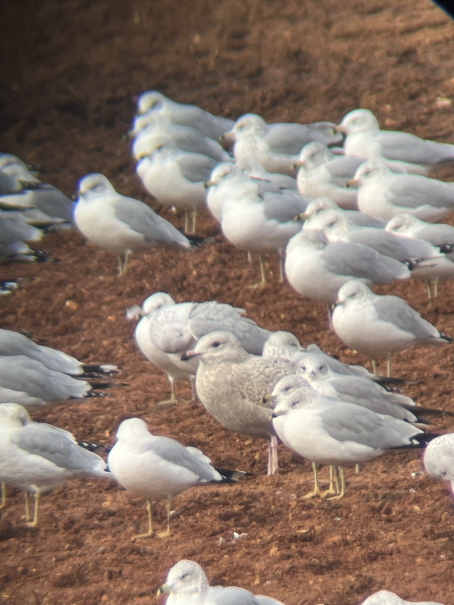 Kaio hauskara amerikarra - ML646664572