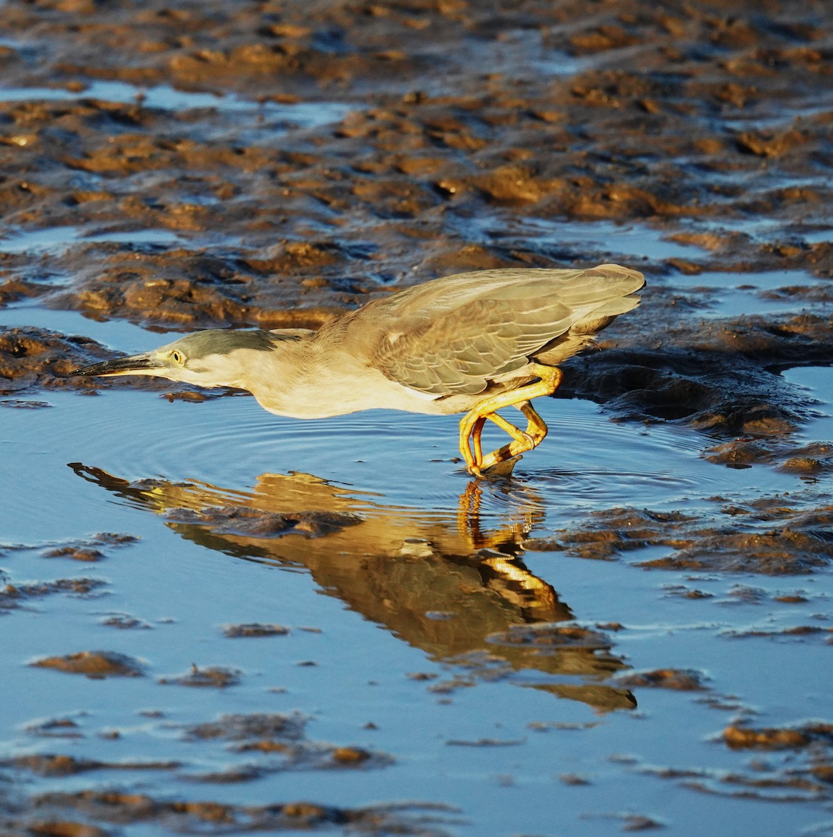 Little Heron - ML646664573