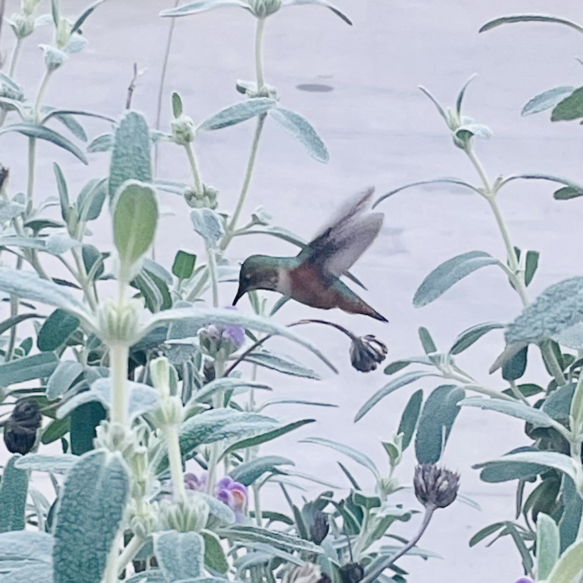 Allen's Hummingbird - ML646664574