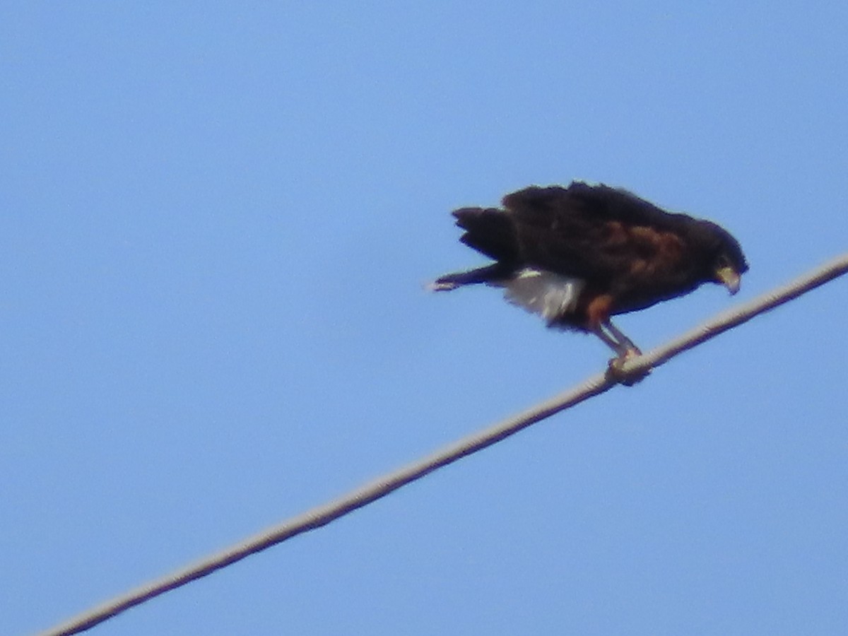 Harris's Hawk - ML646664576