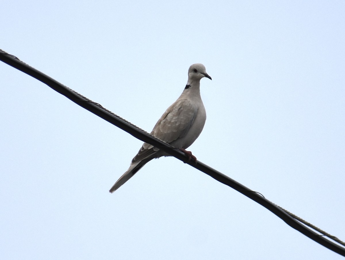 African Collared-Dove - ML646664578