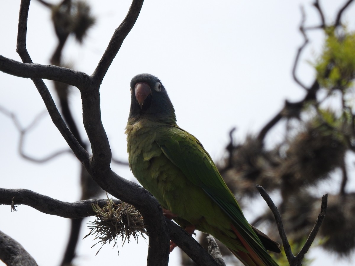 Blue-crowned Parakeet - ML646664579