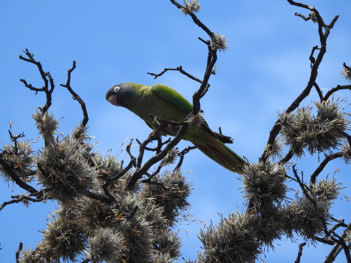 Blue-crowned Parakeet - ML646664580