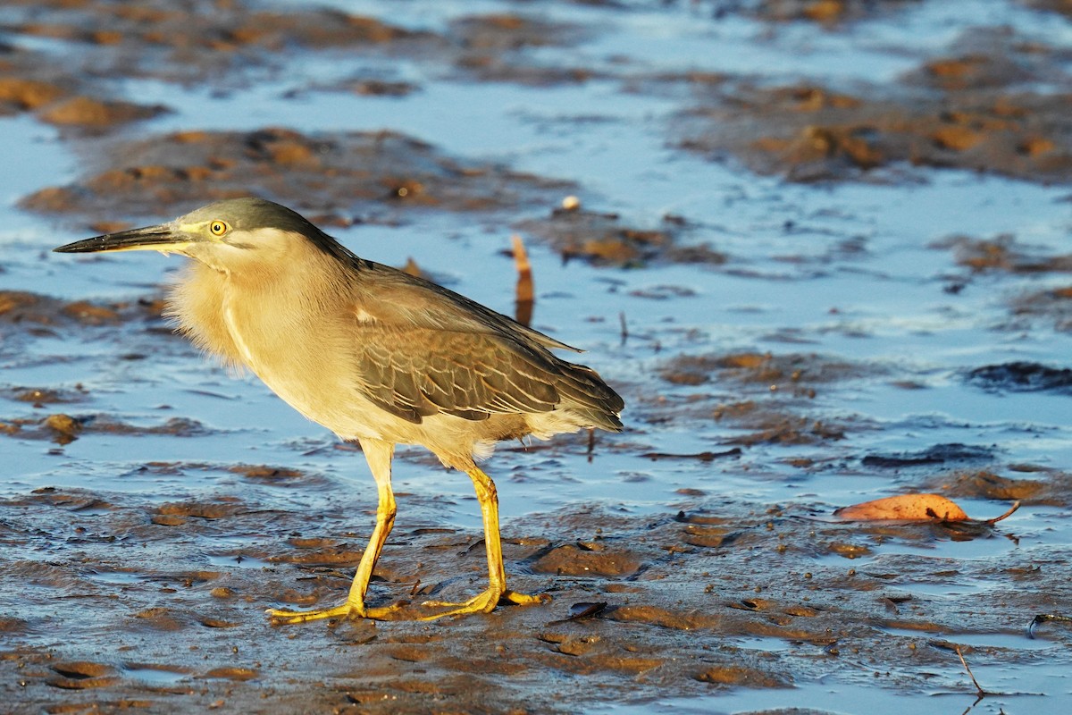 Little Heron - ML646664581