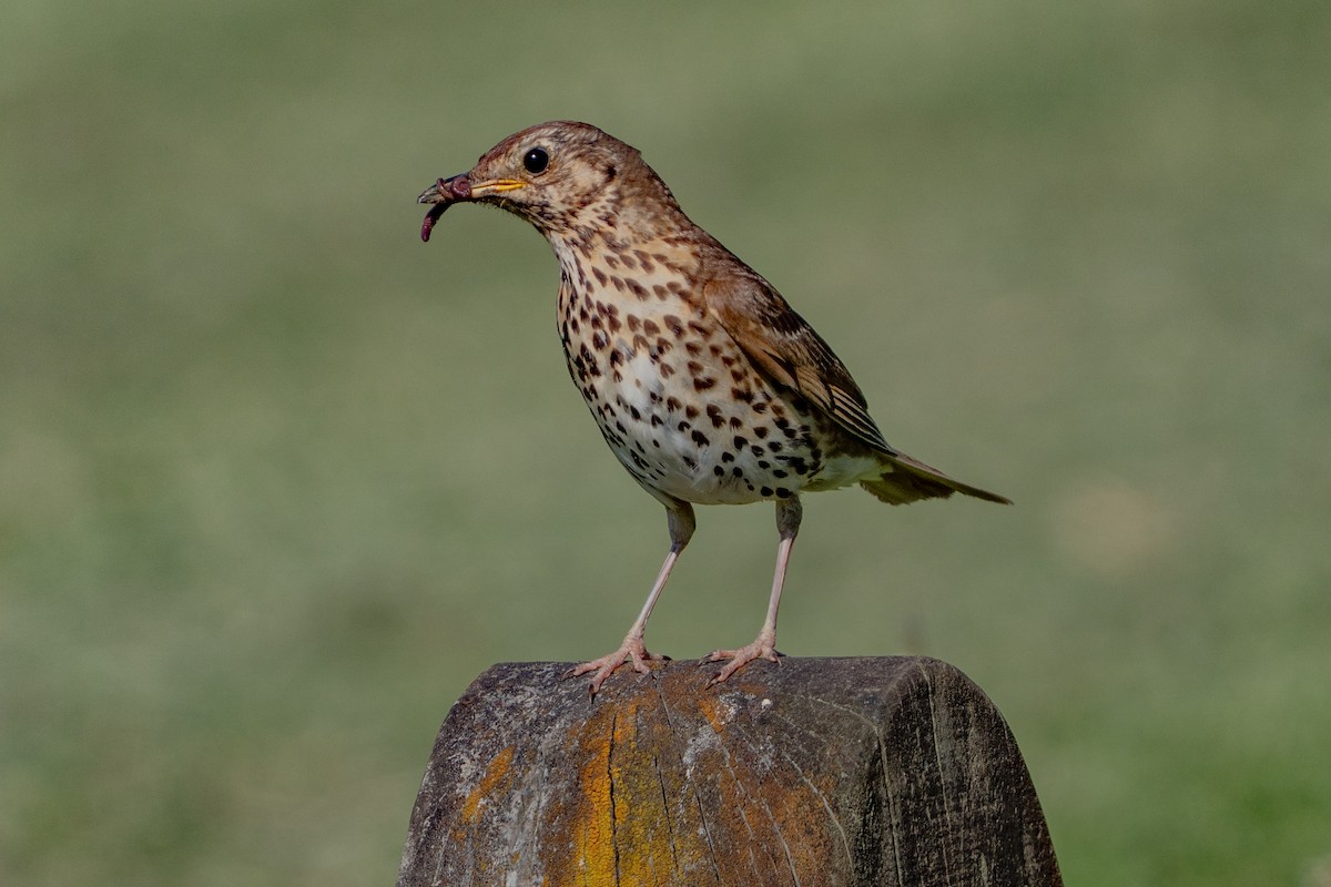 Song Thrush - ML646664582