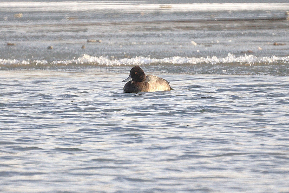 斑背潛鴨 - ML646664583