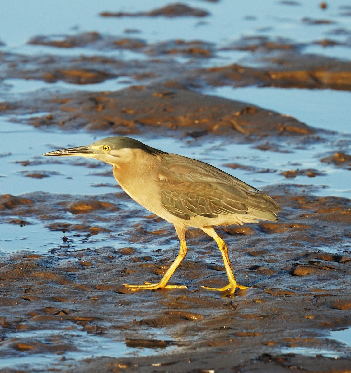 Little Heron - ML646664599