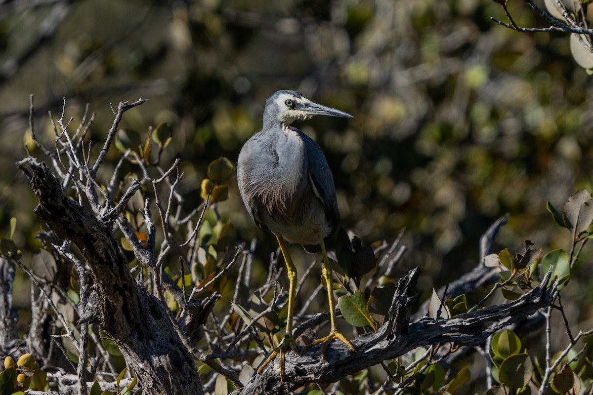 White-faced Heron - ML646664602