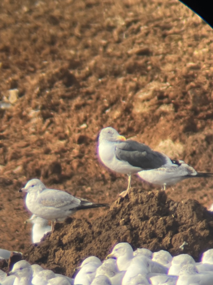 Kaio iluna - ML646664603