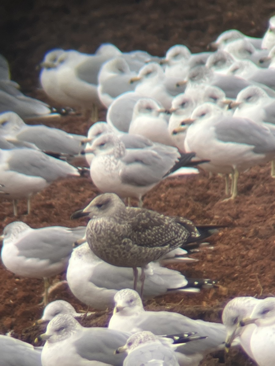 Kaio iluna - ML646664604