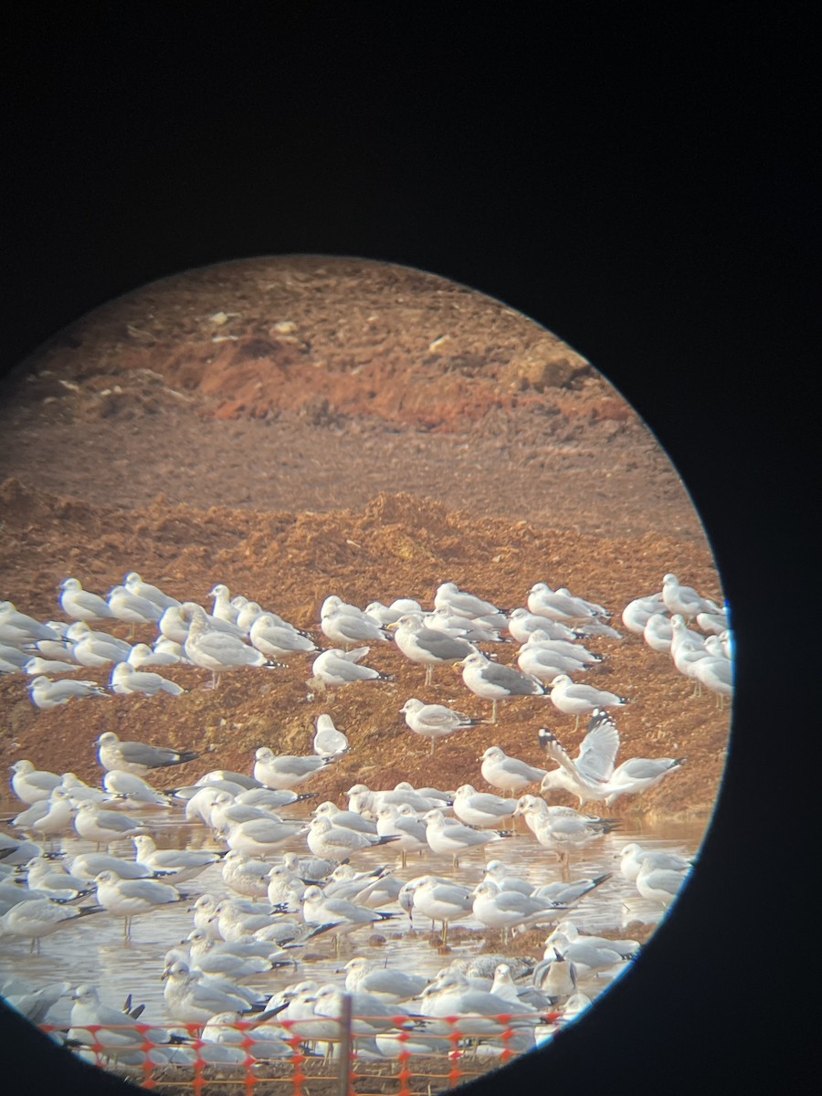 Kaio iluna - ML646664605