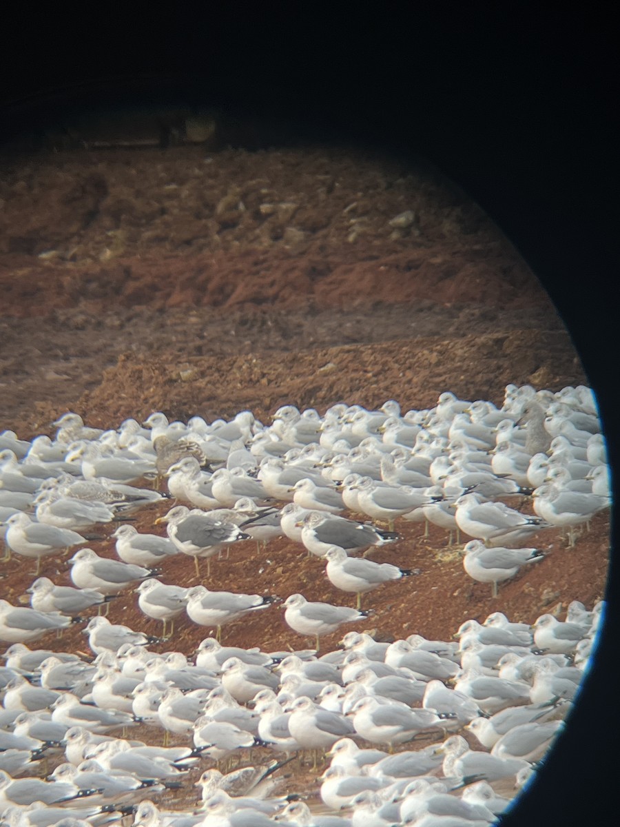 Kaio iluna - ML646664606