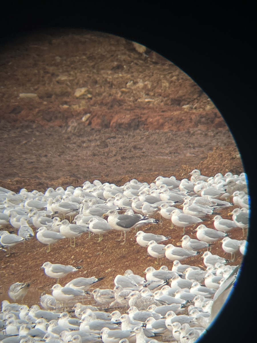 Kaio iluna - ML646664607