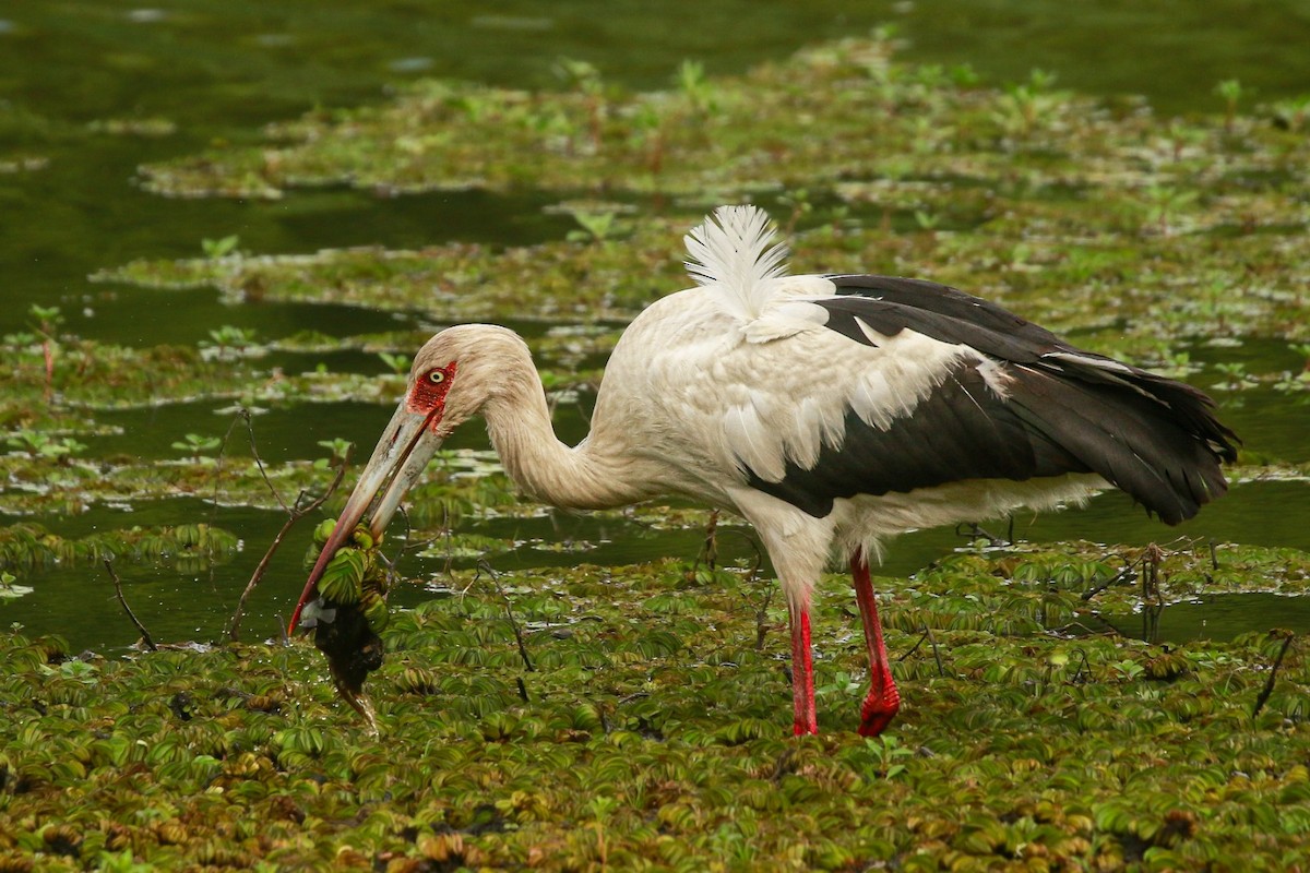Maguari Stork - ML646664608