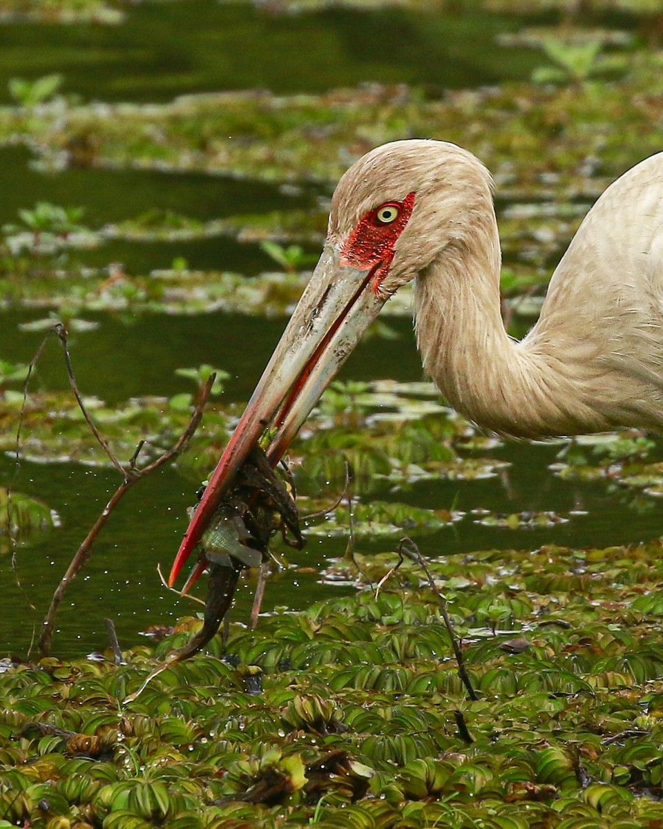 Maguari Stork - ML646664609