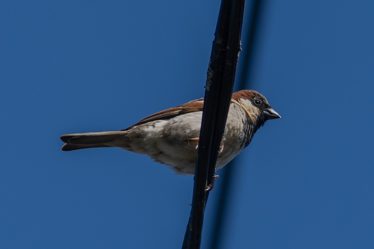House Sparrow - ML646664615