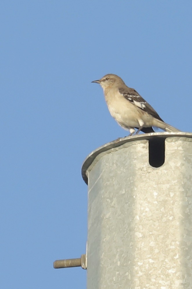 Northern Mockingbird - ML646664623