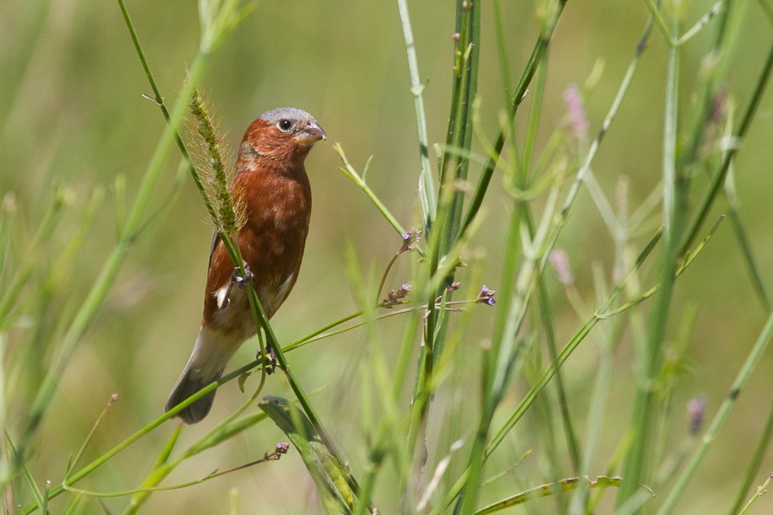 クリイロヒメウソ - ML646664628