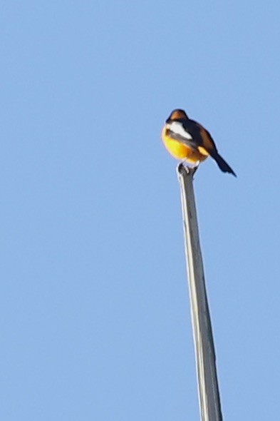 Venezuelan Troupial - ML646664630