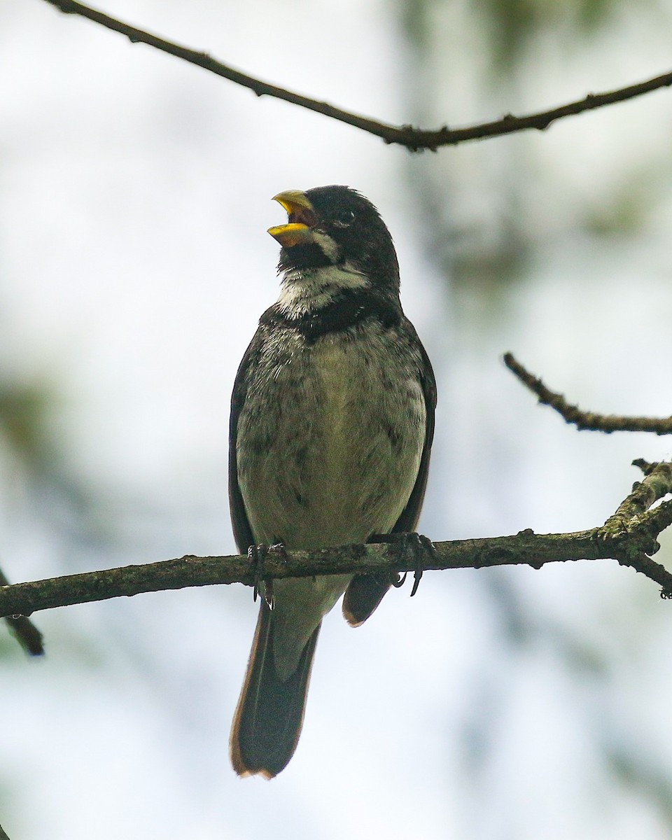 Double-collared Seedeater - ML646664633