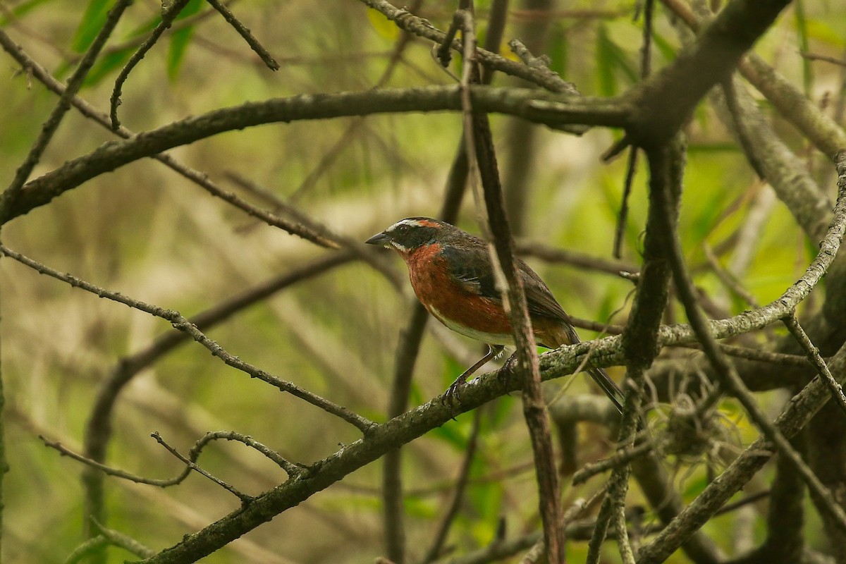 Black-and-rufous Warbling Finch - ML646664636