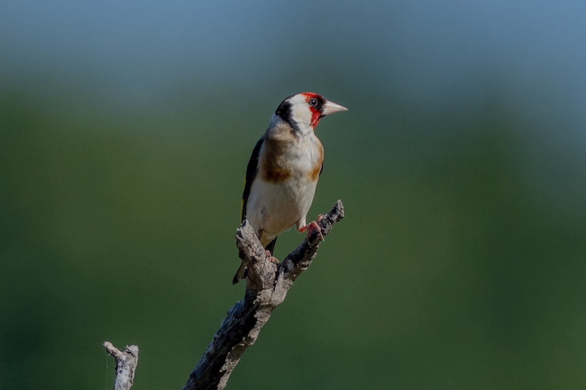 European Goldfinch - ML646664637