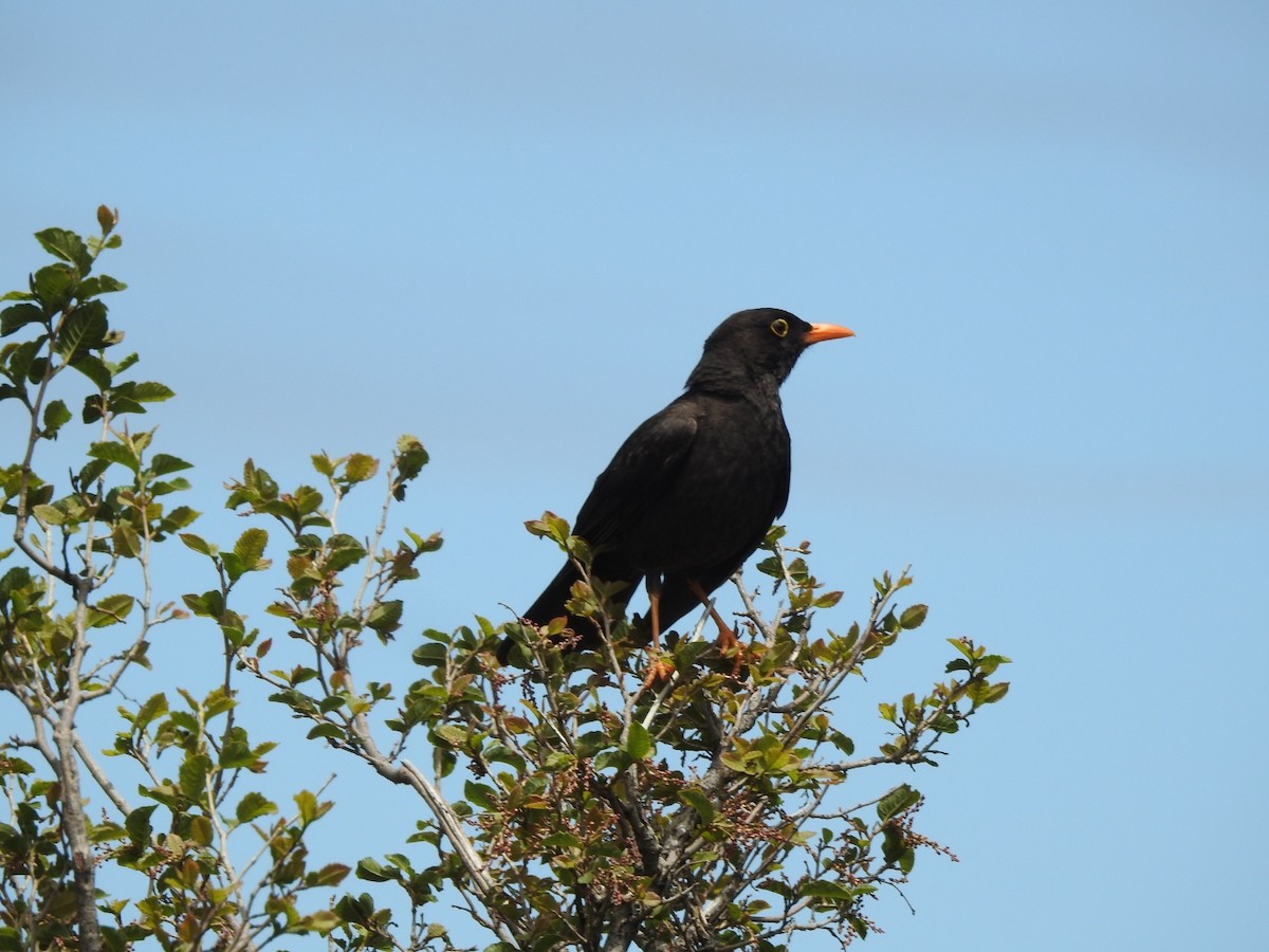 Chiguanco Thrush - ML646664640