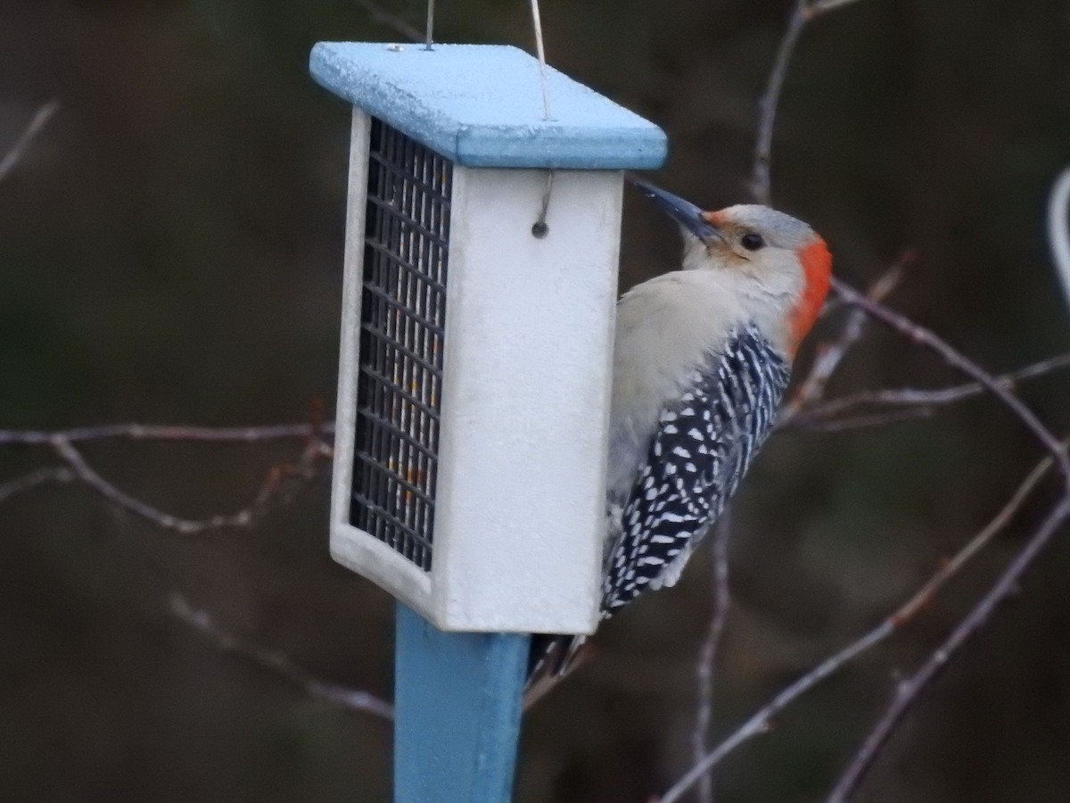 Red-bellied Woodpecker - ML646664641