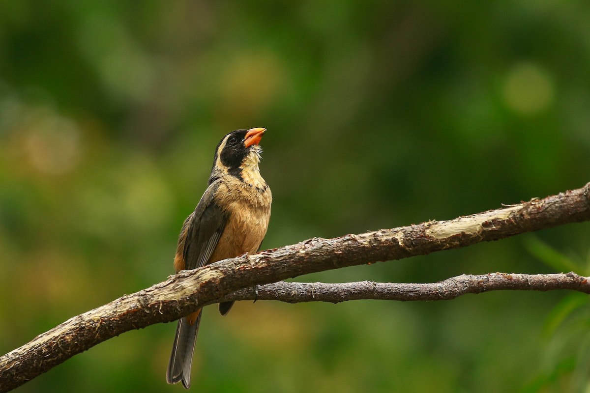 oransjenebbsaltator - ML646664644