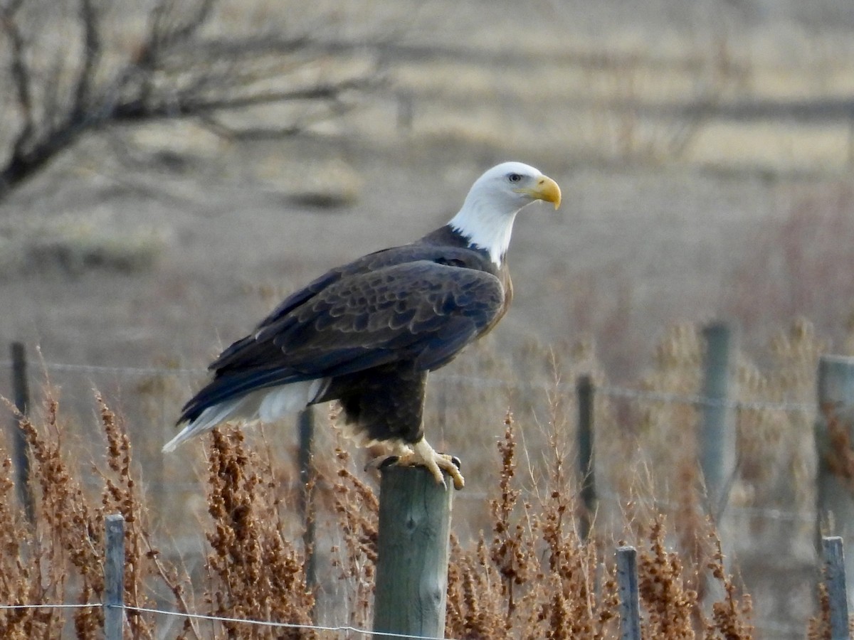 ハクトウワシ - ML646664645