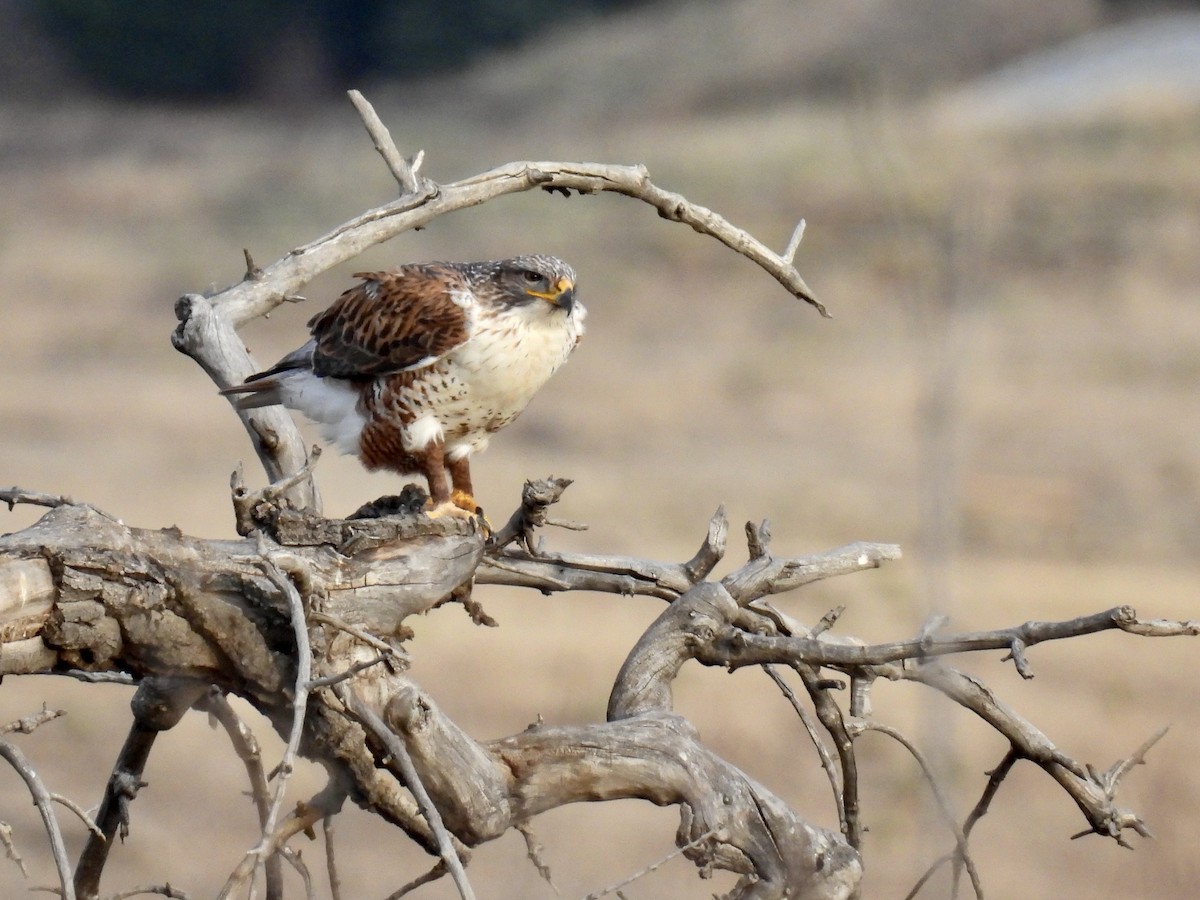 アカケアシノスリ - ML646664648