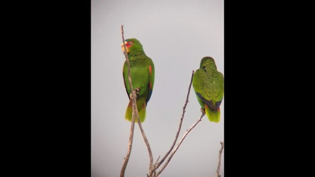 コボウシインコ - ML646664659