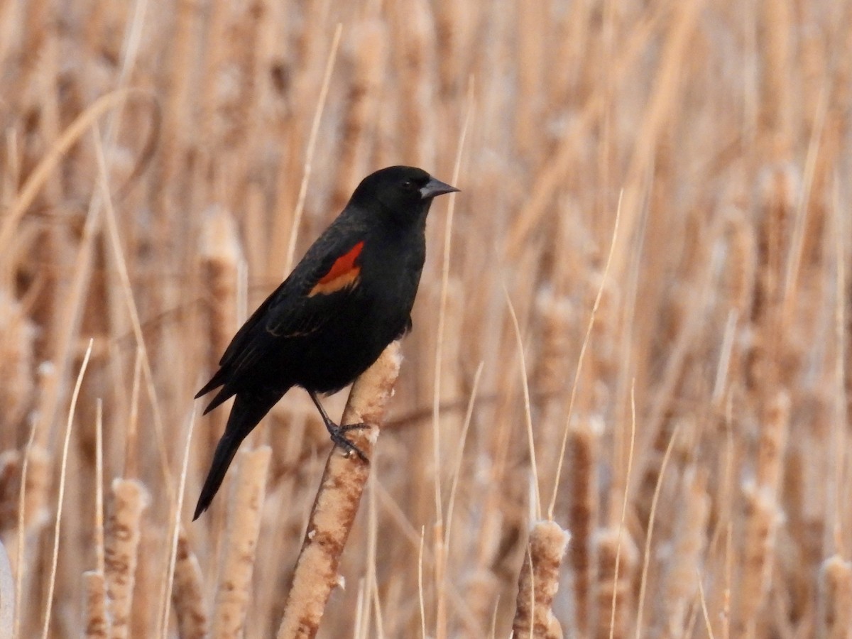 Red-winged Blackbird - ML646664660