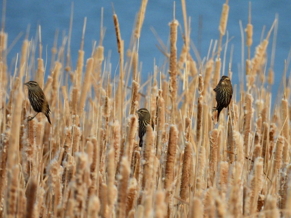 Red-winged Blackbird - ML646664663