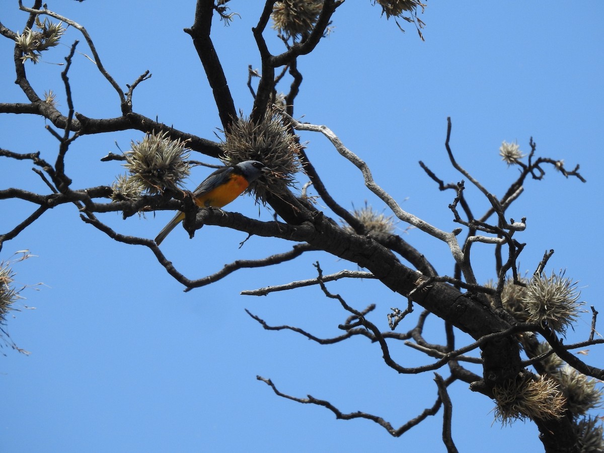 Blue-and-yellow Tanager - ML646664664