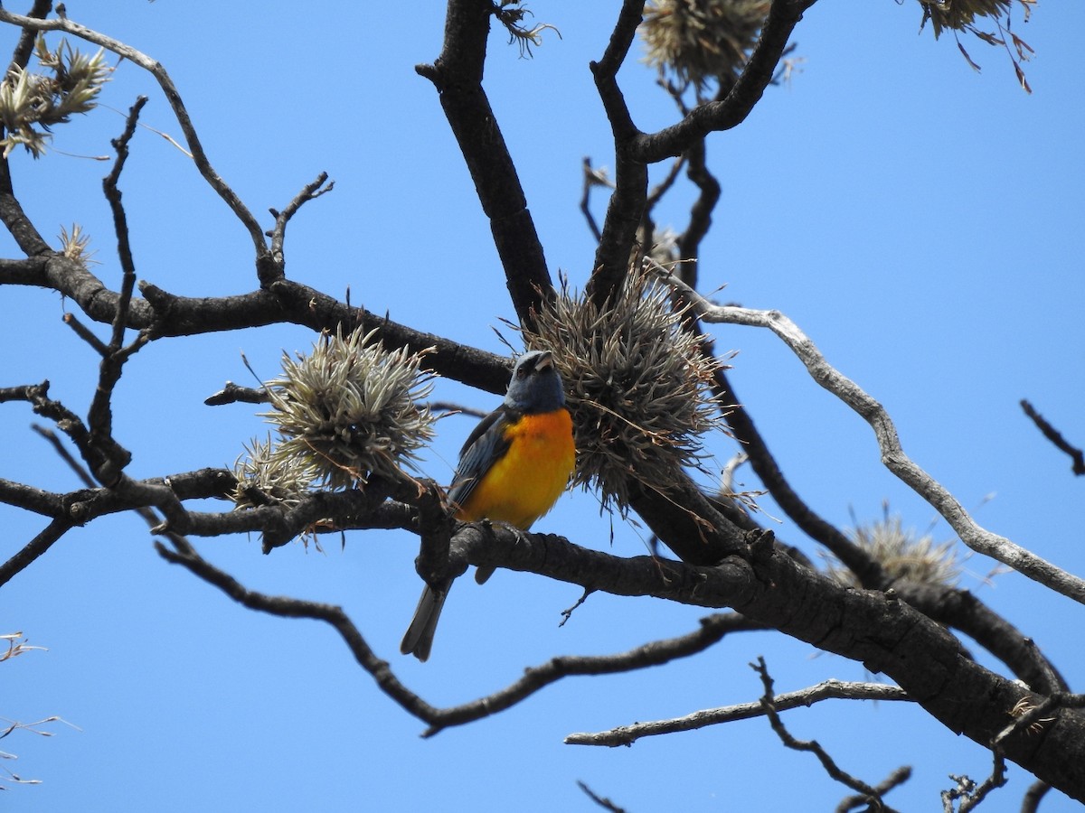 Blue-and-yellow Tanager - ML646664665