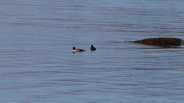 Porrón Islándico - ML646664667