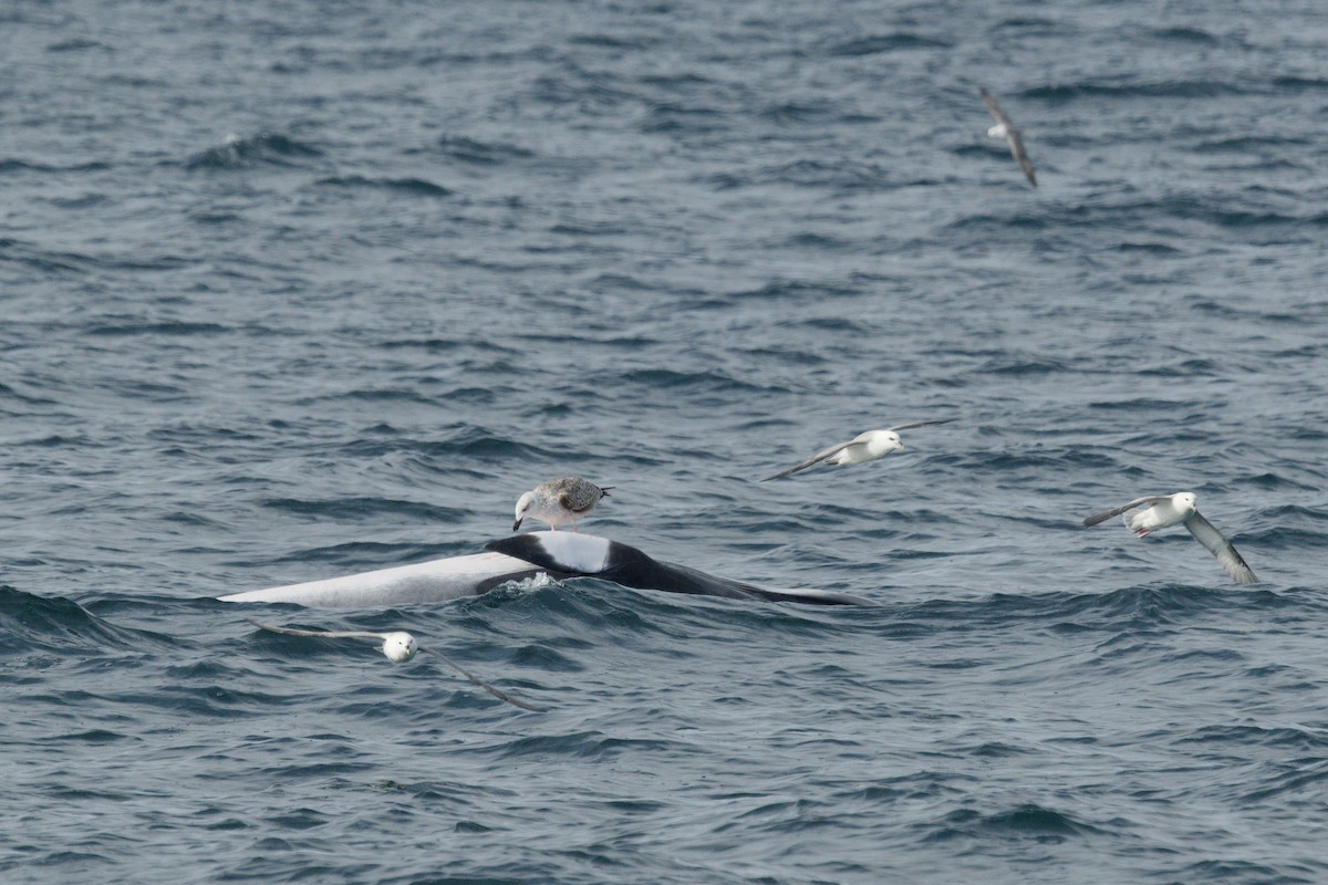Great Black-backed Gull - ML646664670