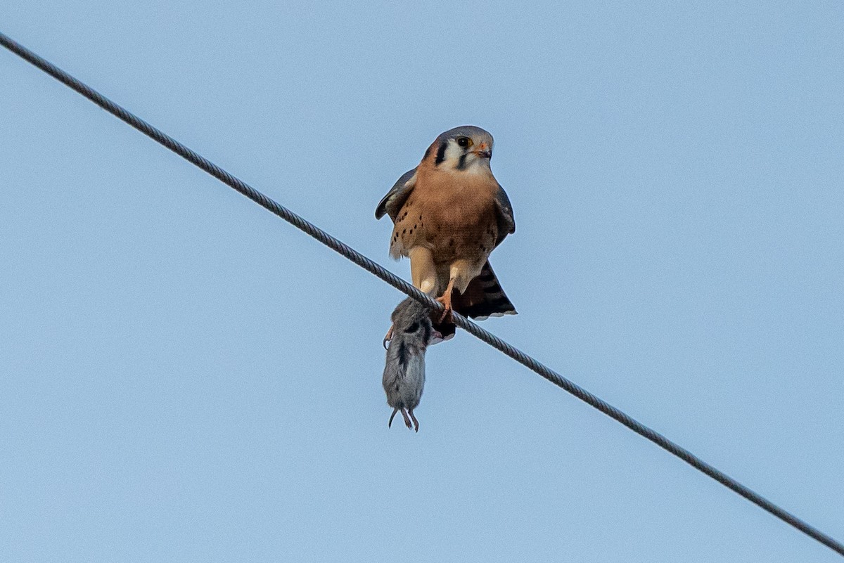 Боривітер американський - ML646664681