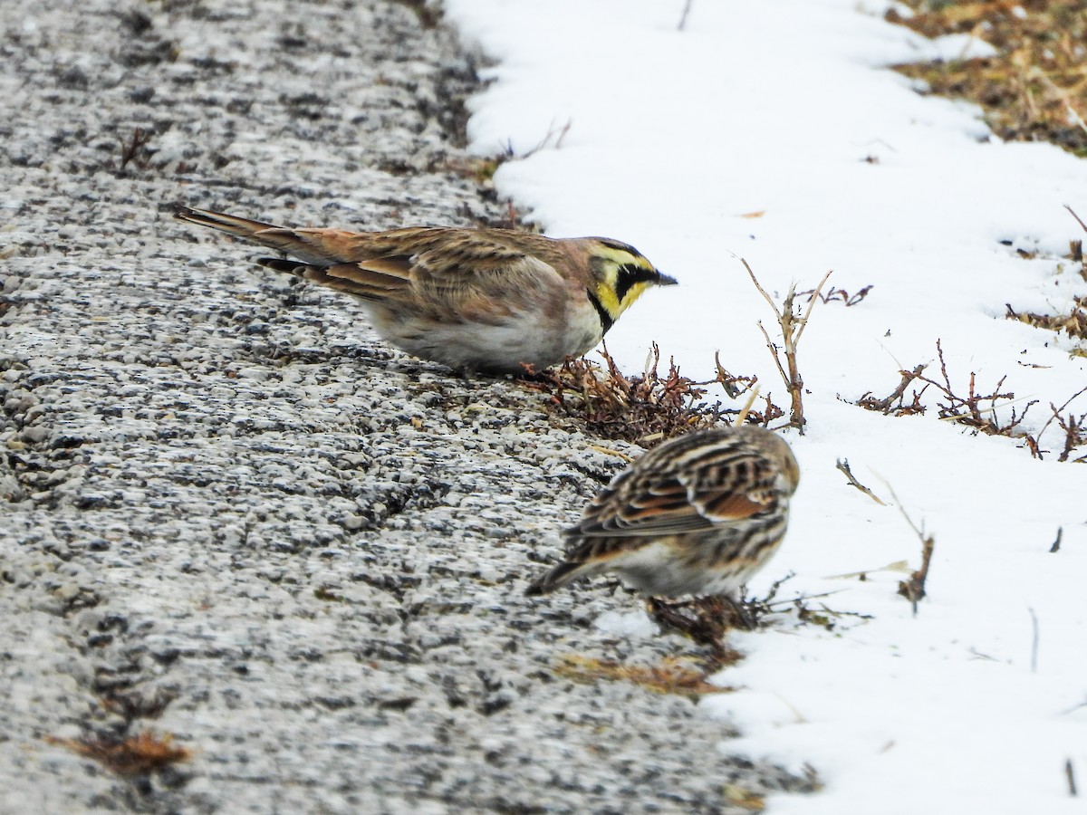Horned Lark - ML646664682