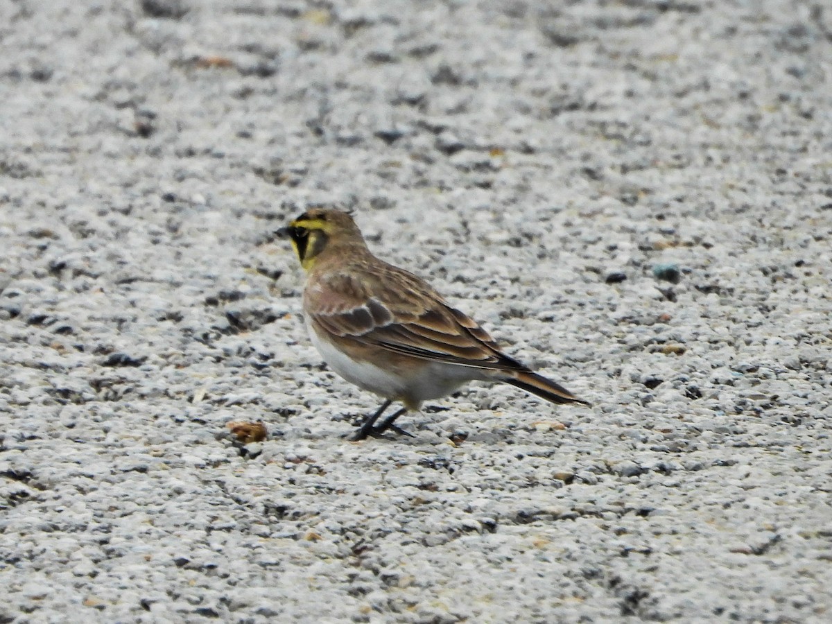 Horned Lark - ML646664683