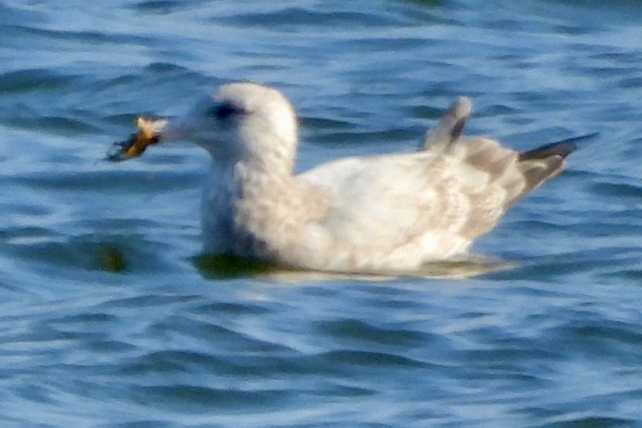 American Herring Gull - ML646664691