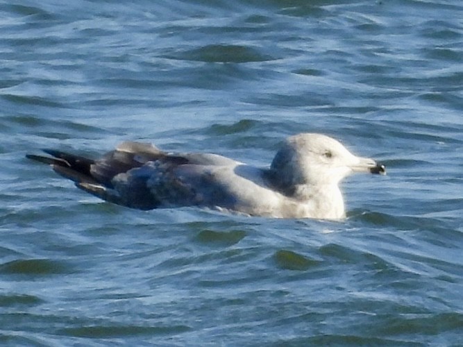 American Herring Gull - ML646664692