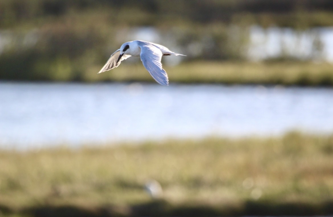 Forster's Tern - ML646664695