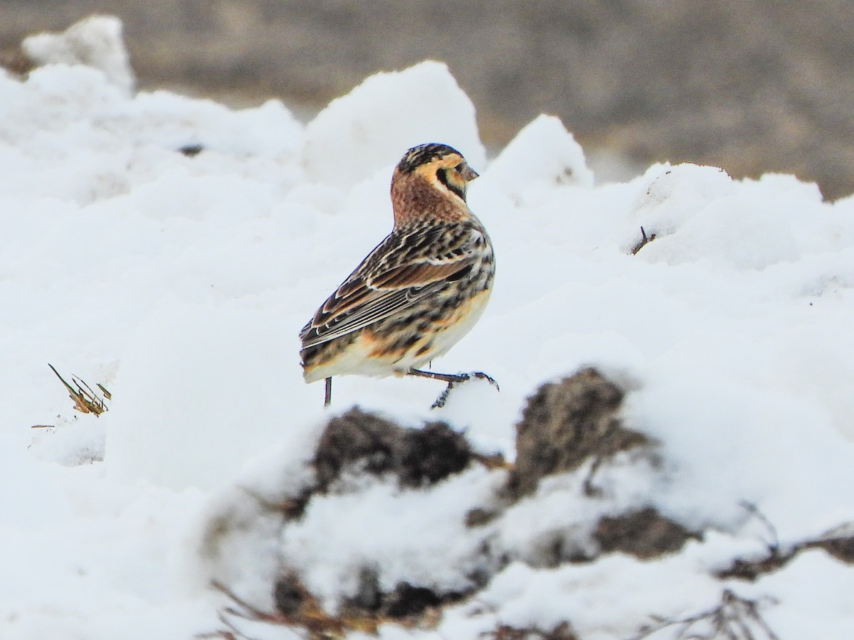 Lapland Longspur - ML646664698